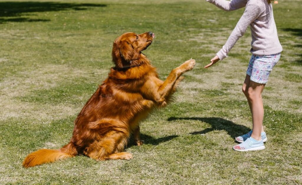 behavior training for dogs