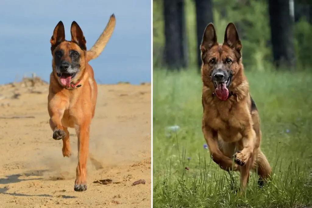 belgian shepherd vs german shepherd
