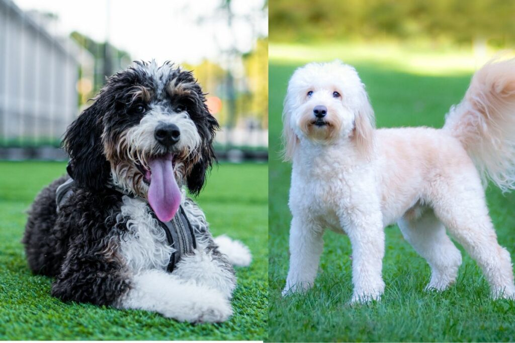 bernadoodle vs goldendoodle