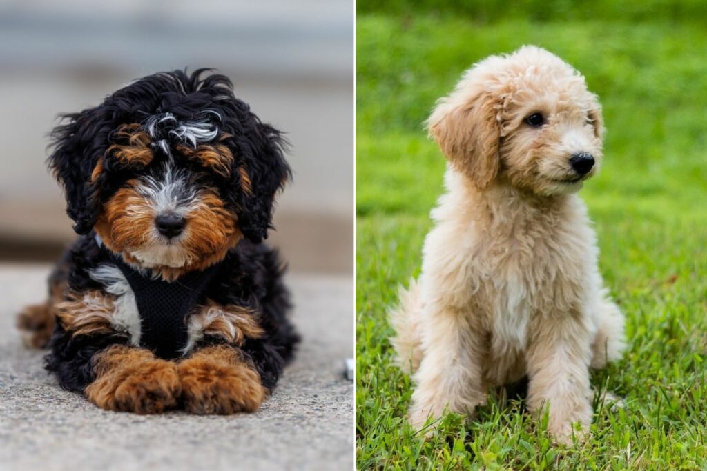 bernedoodle and goldendoodle