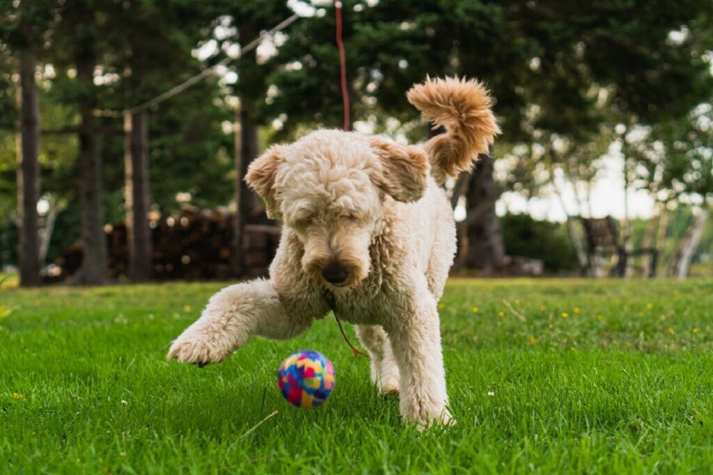 bernedoodle or goldendoodle