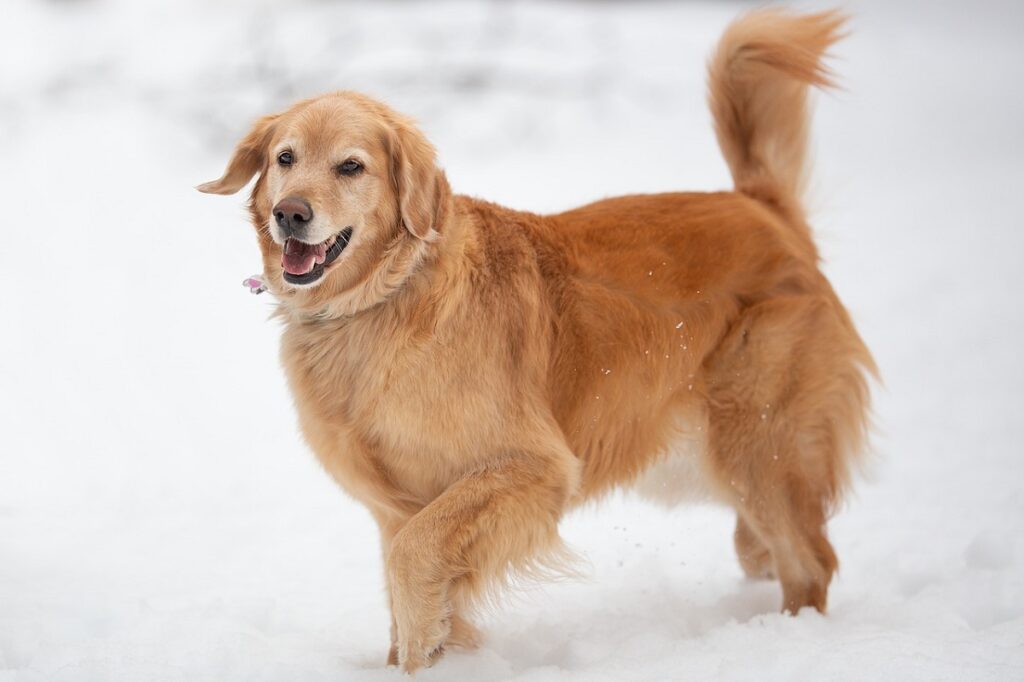 best big dog breeds
