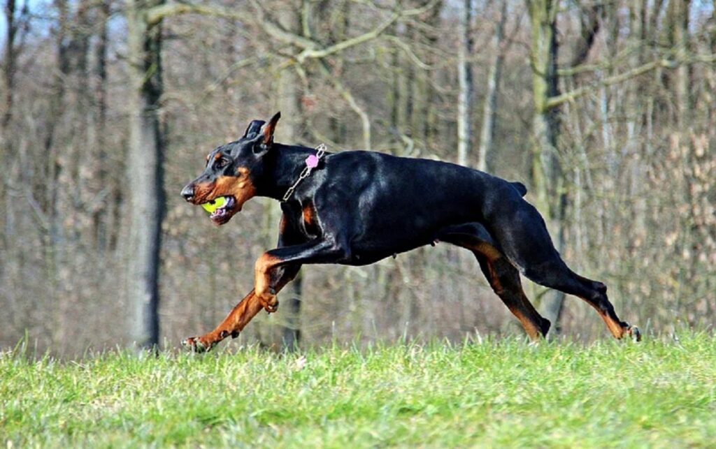 best breed doberman
