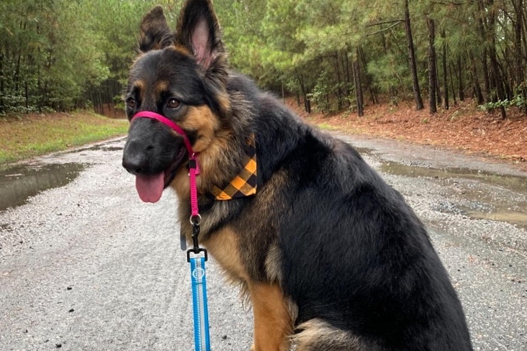 best collars for german shepherds