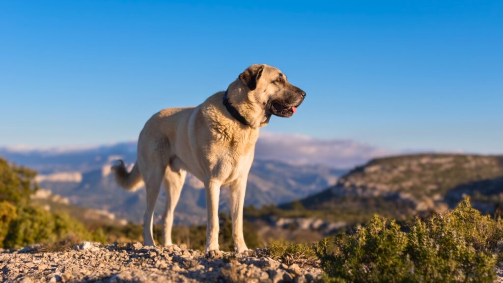 best dog breeds for hot weather
