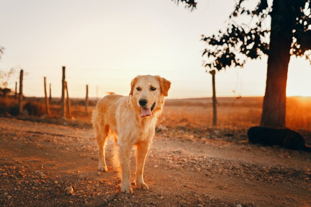 dog breeds woman
