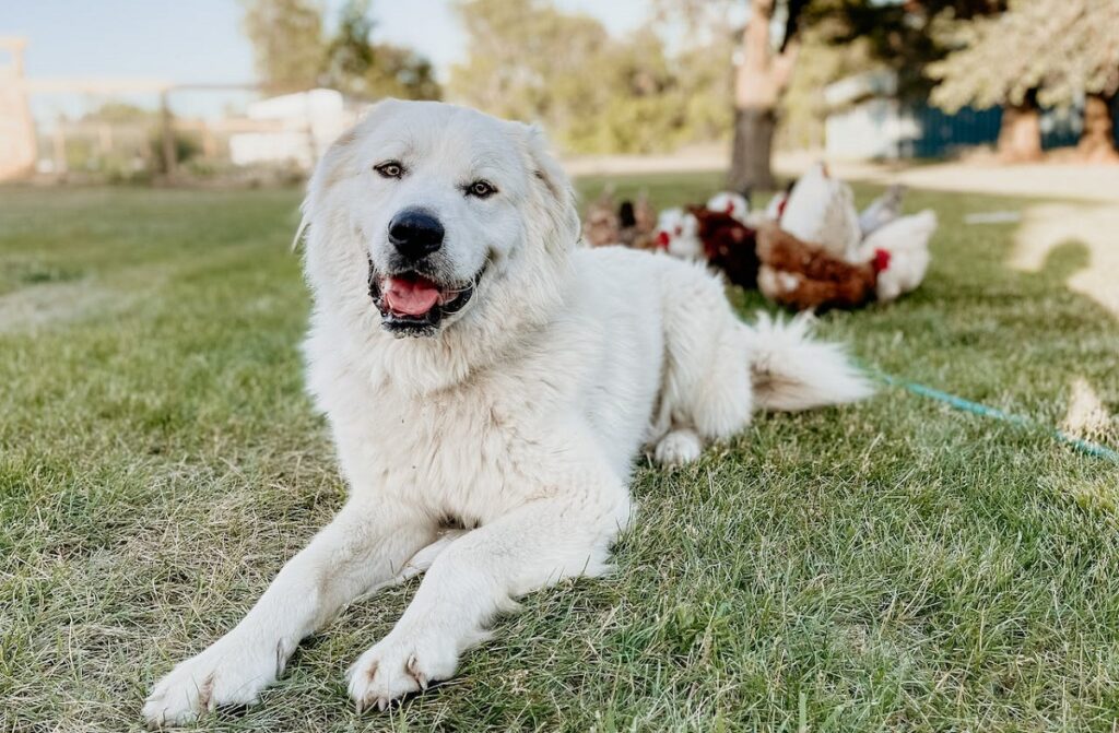 best dog for security
