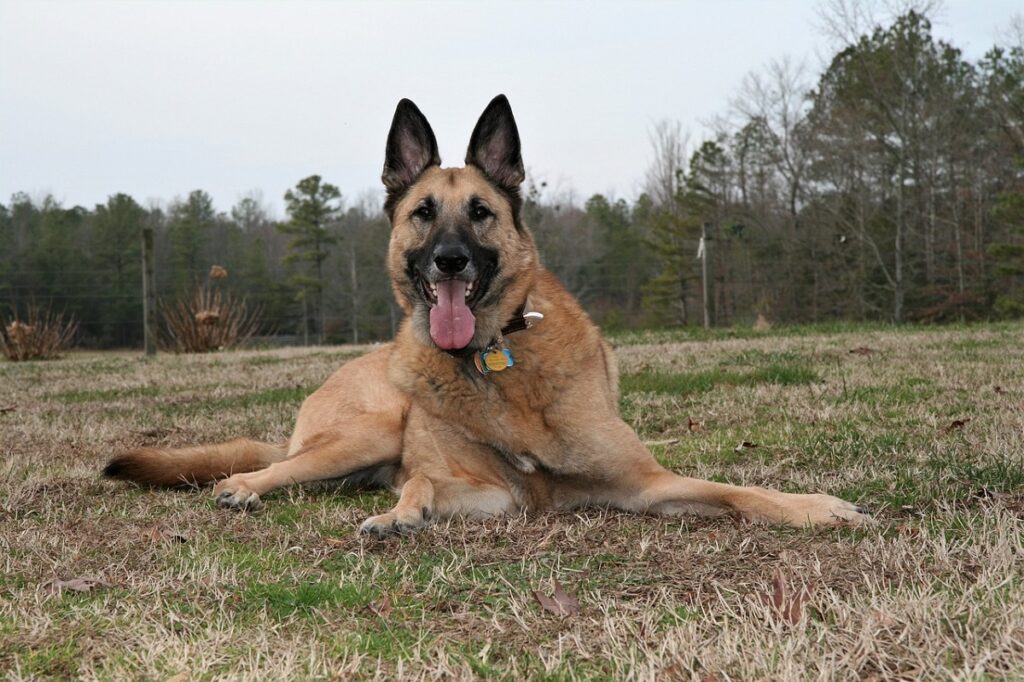 best dog to protect against mountain lions