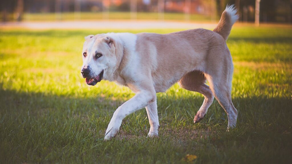 best dogs for heat
