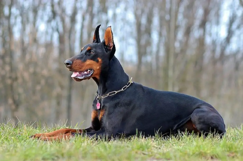 best dogs to breed
