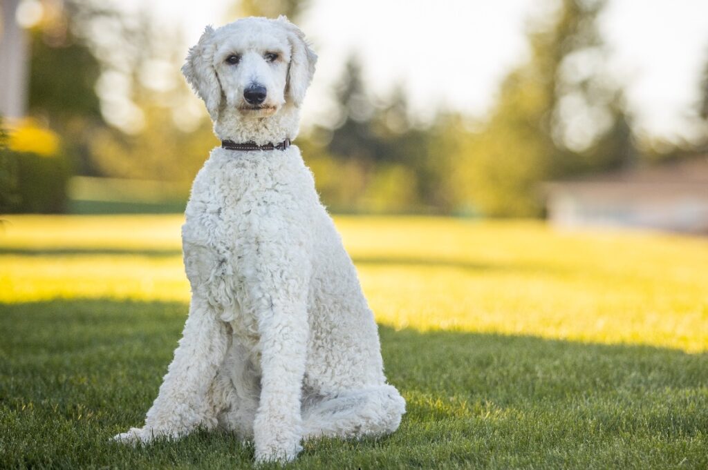 best family guard dog breeds that don't shed
