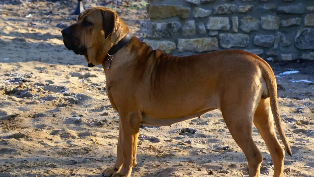 best family guard dogs
