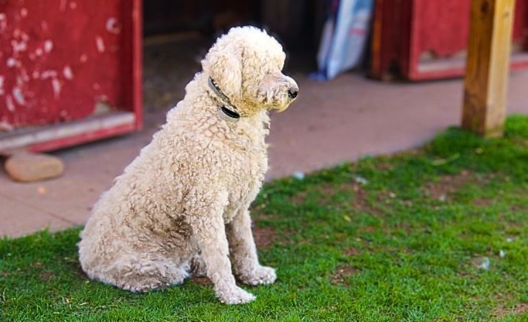 best guard dogs