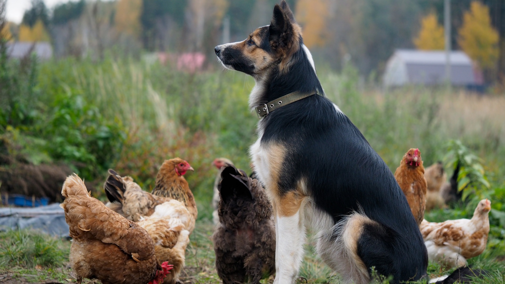 best guard dogs for chickens