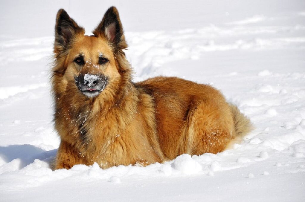 best guard dogs for cold weather
