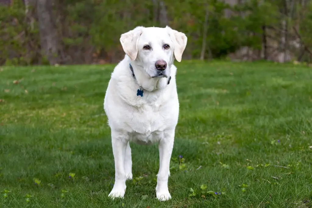 best guard dogs for country living