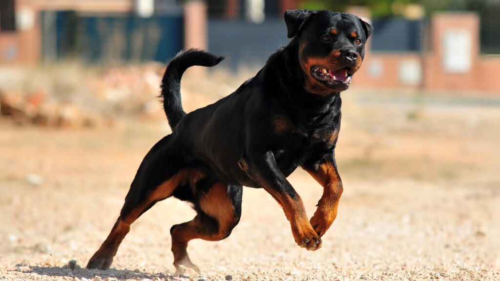 best guard dogs for hot weather
