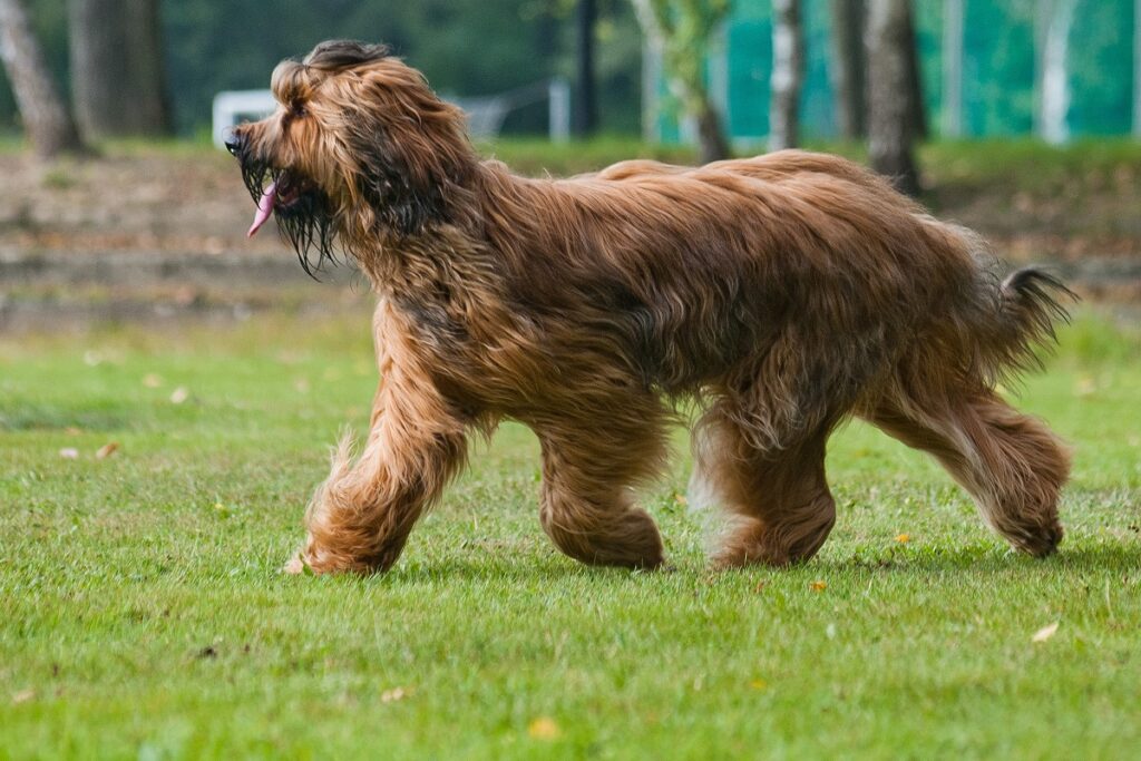 best herding dogs for cattle
