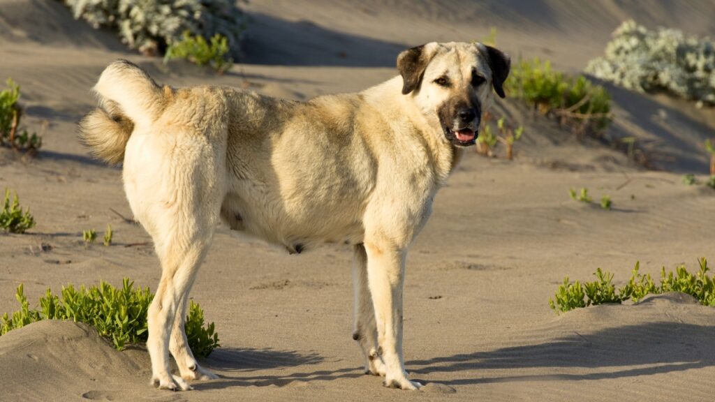 best hot weather dogs
