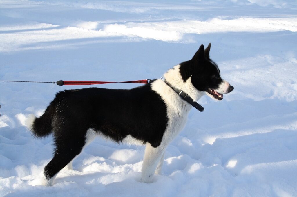 best hunting dogs
