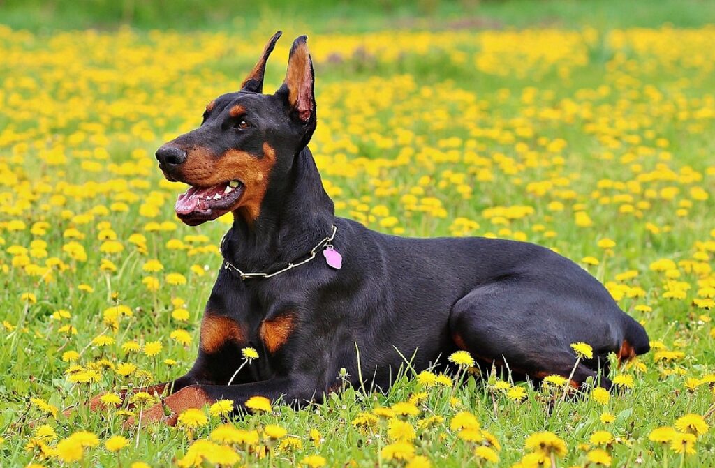 best large dog breeds
