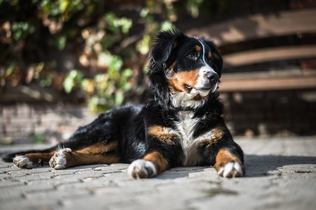 best medium sized dog breeds for first-time owners
