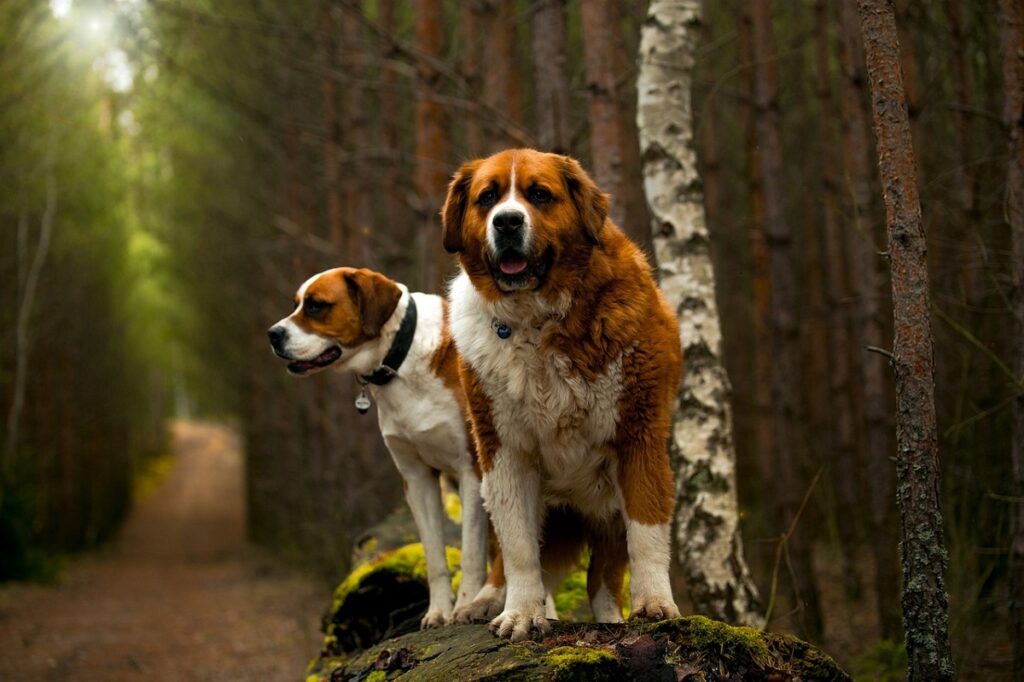 best loyal dog breeds
