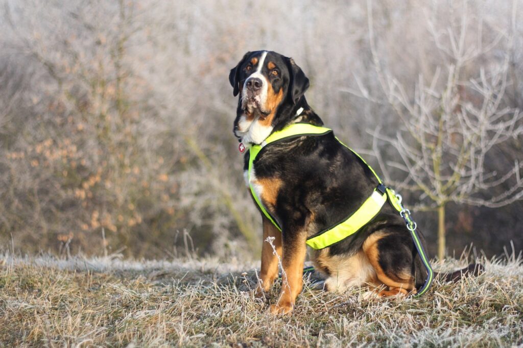 tri color dogs