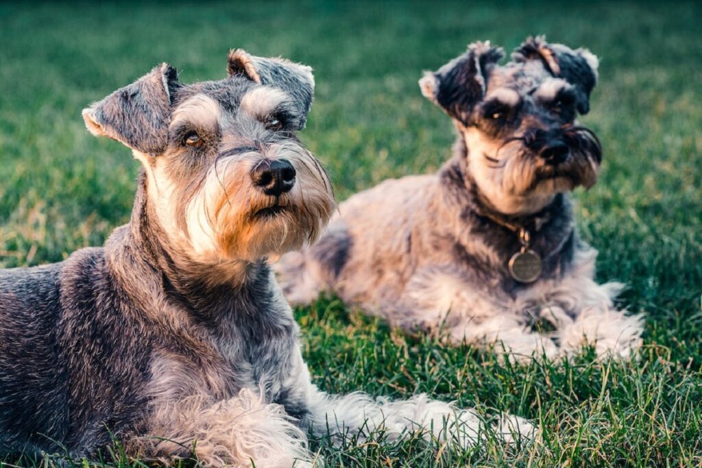 best outdoor guard dog