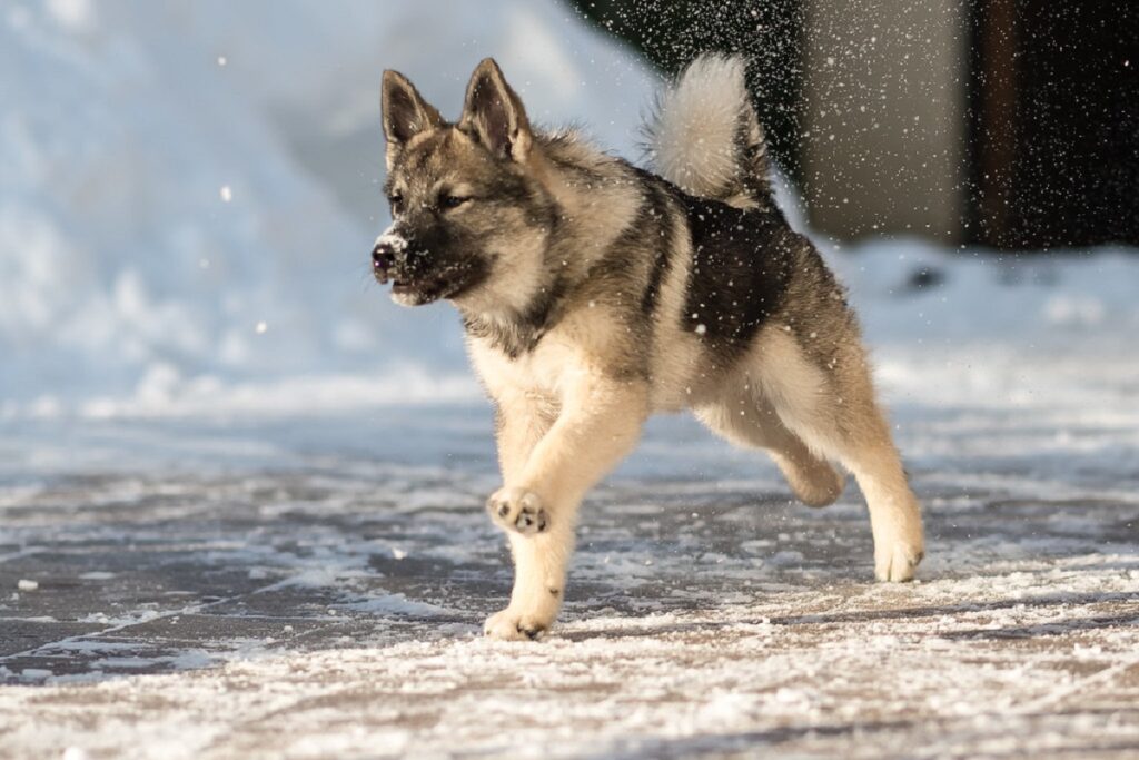 best outside guard dog
