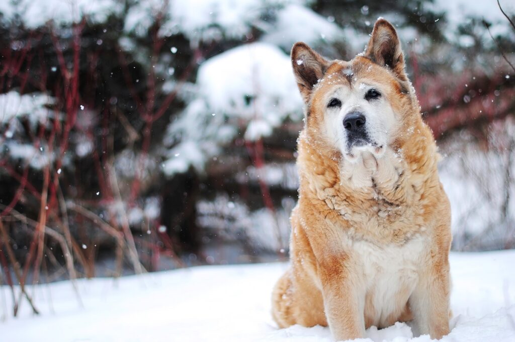 best outside guard dogs
