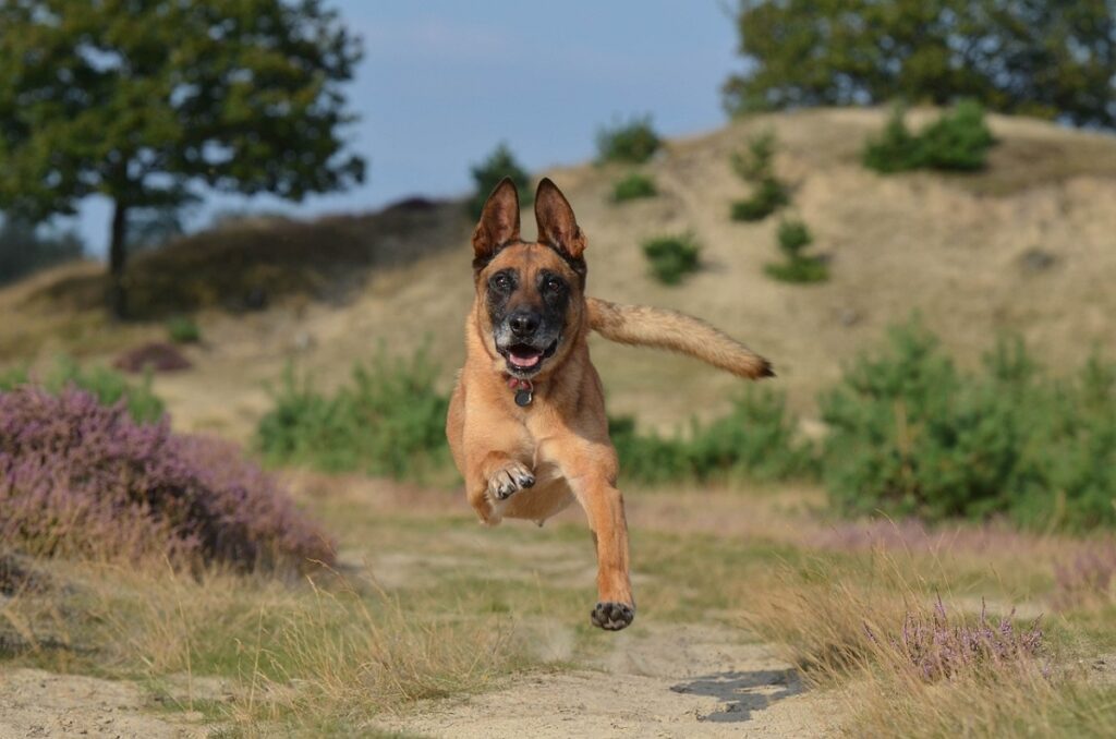 best shepherd dog
