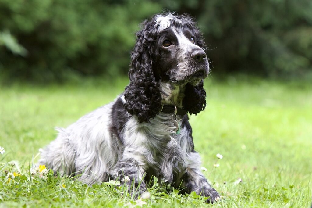 best small to medium-sized guard dogs
