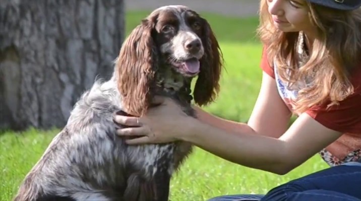 best spaniel breeds
