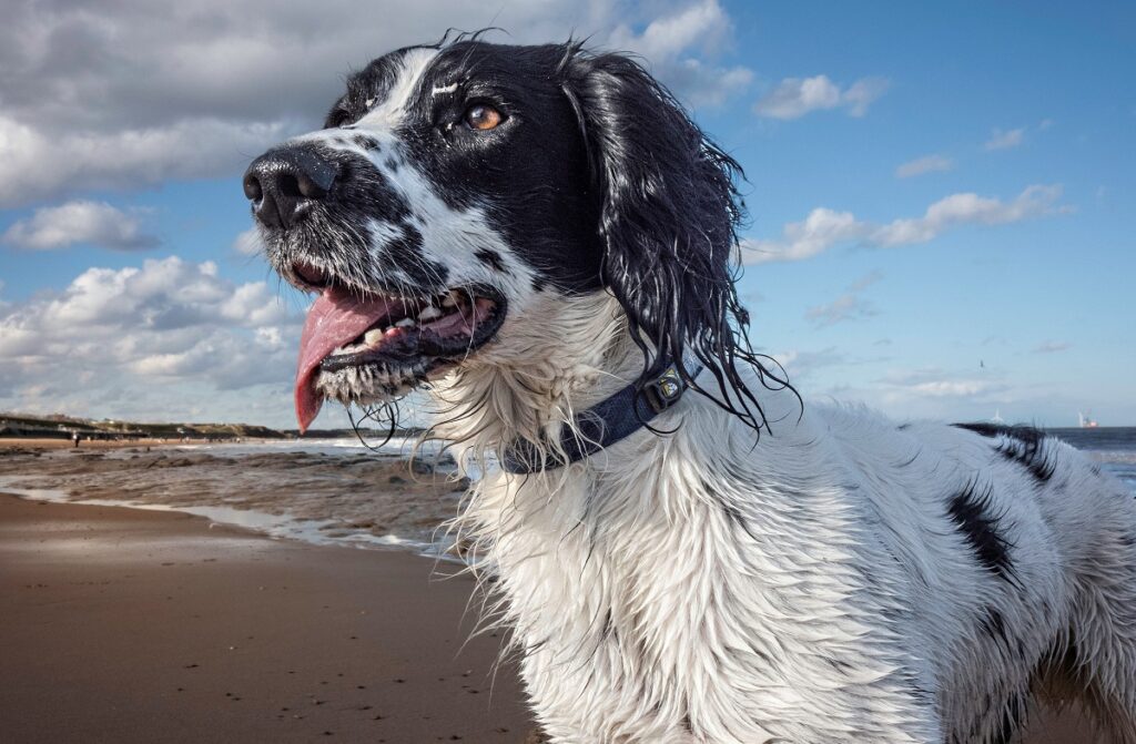 best swimming dogs
