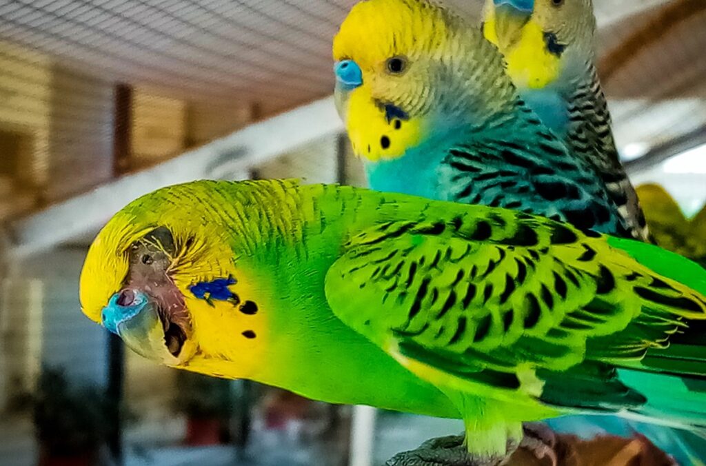 best talking birds