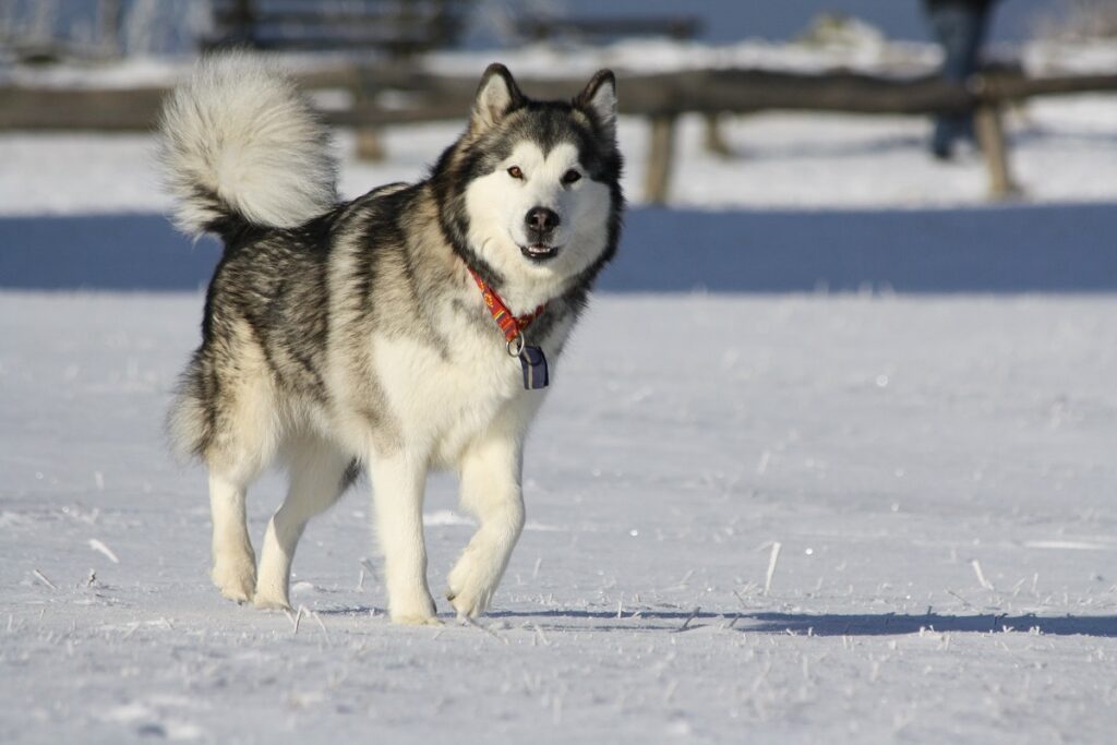 best watchdog breeds
