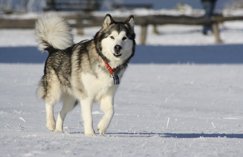 big alaskan dog
