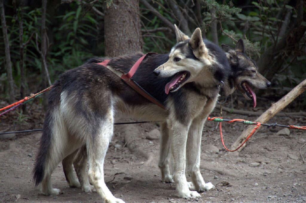 big alaskan dog