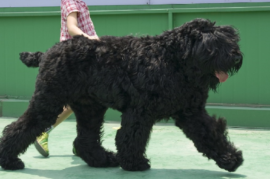 fluffy chinese dog
