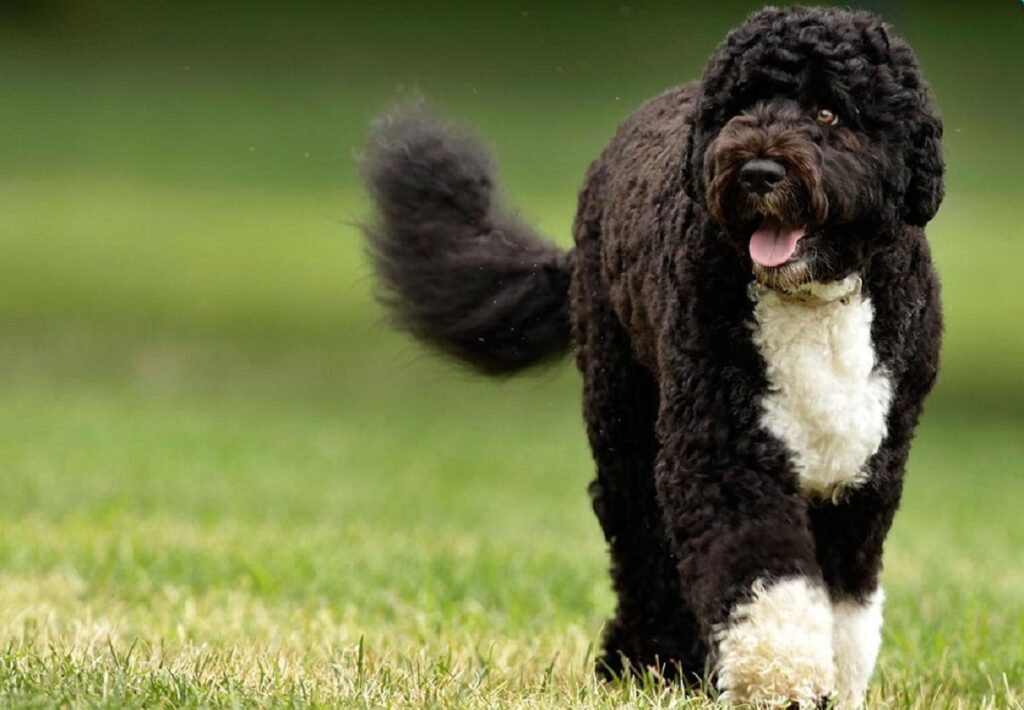 big black and white dog
