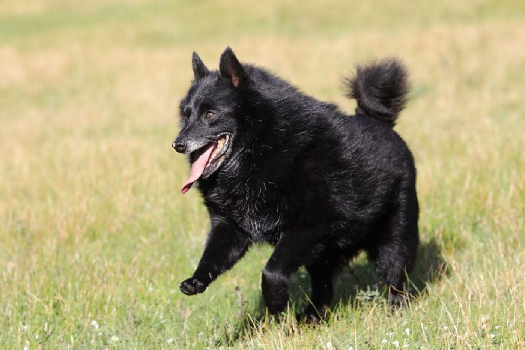 big black dog breeds
