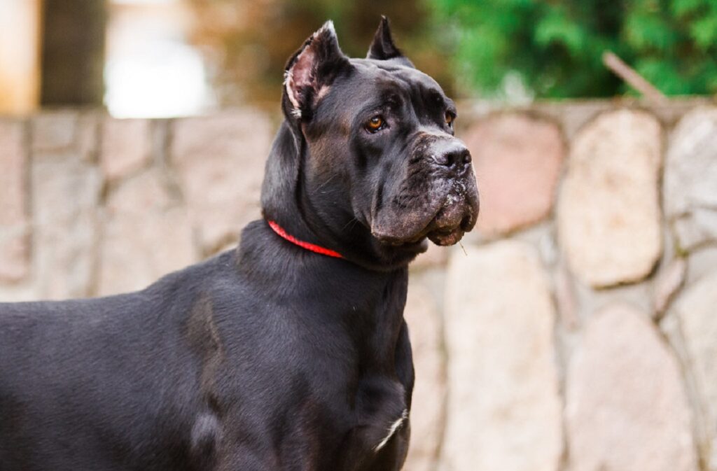 big black dogs breeds
