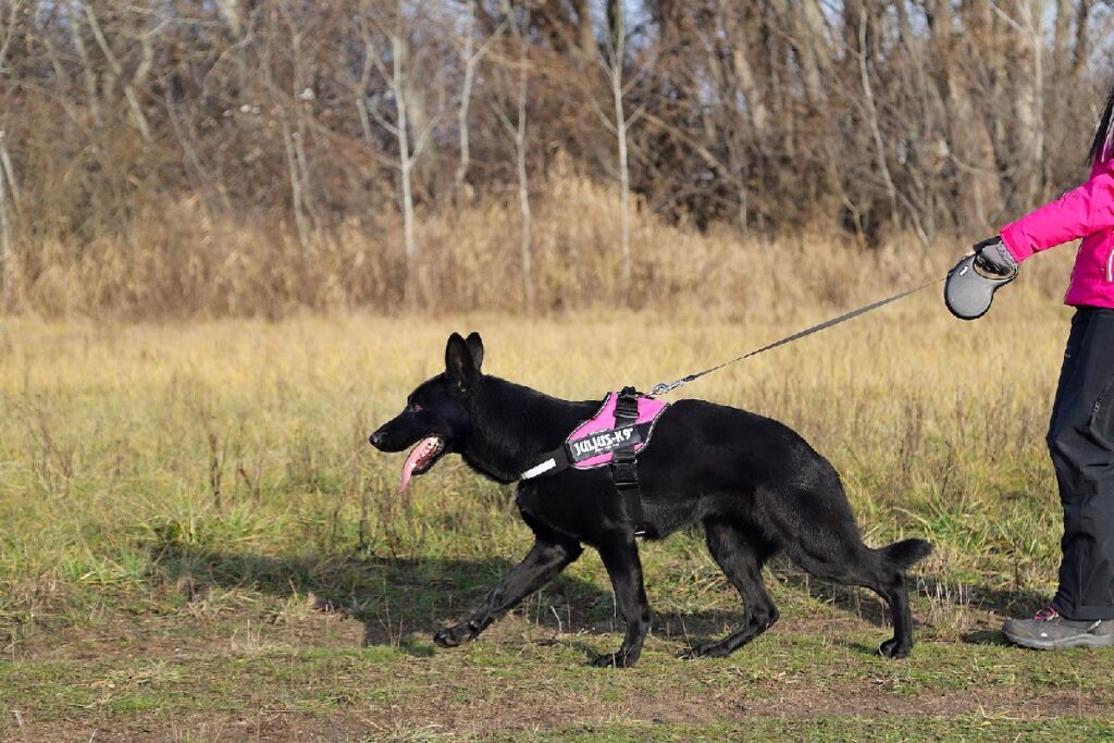 large black german shepherd
