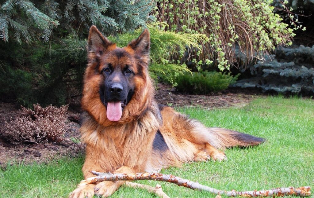 big brown fluffy dog
