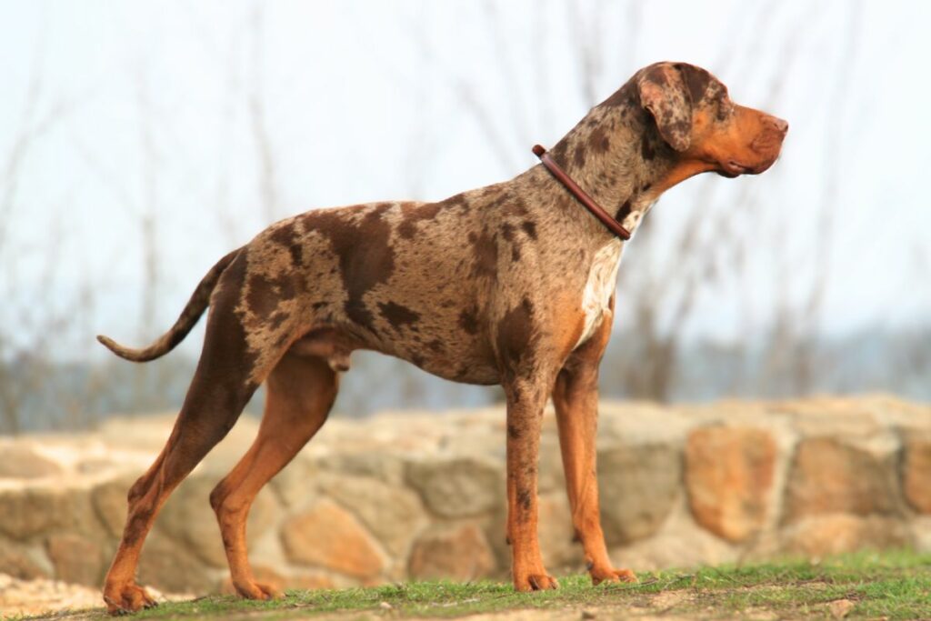 big dog with short tail
