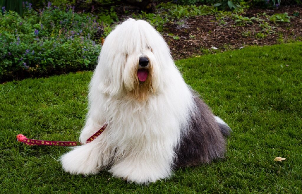 big fluffy dog breeds
