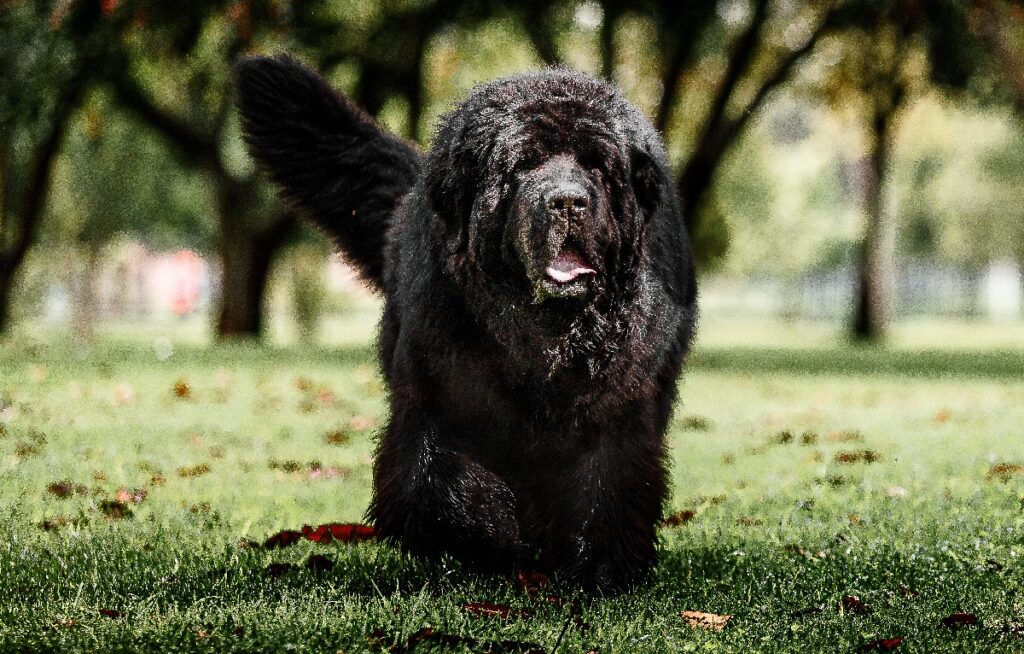 big fluffy dogs breeds
