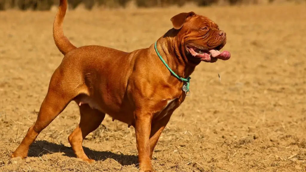 big guard dog breeds
