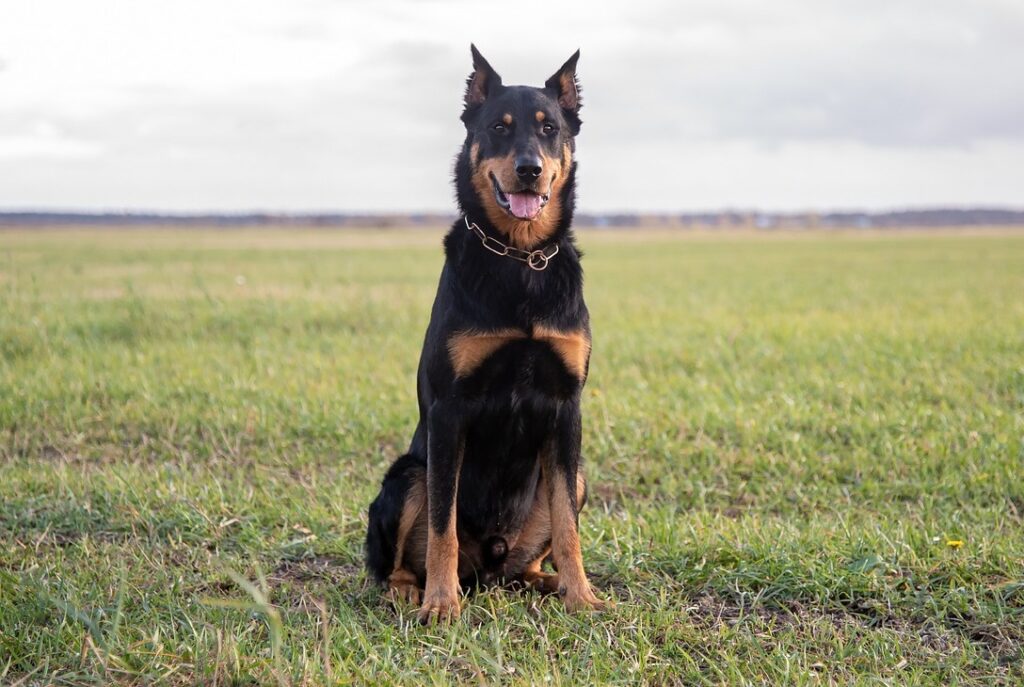 big elegant breed dogs